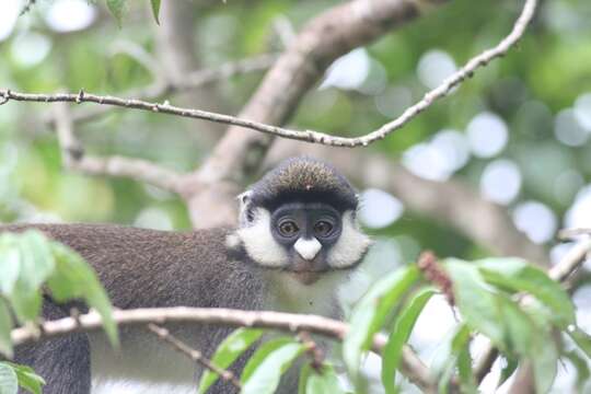 Cercopithecus ascanius (Audebert 1799) resmi