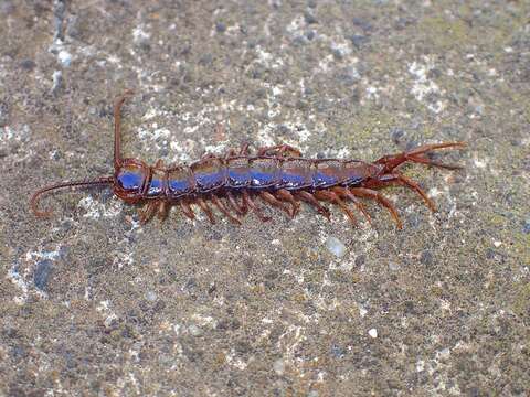 Image of Lithobius peregrinus Latzel 1880