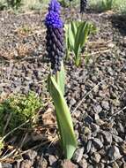 Imagem de Muscari latifolium J. Kirk