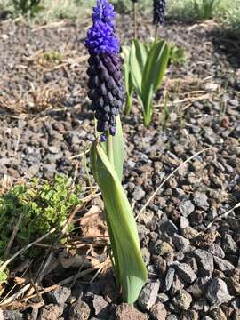 宽叶串铃花的圖片