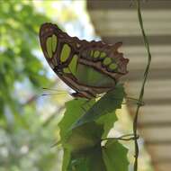 Imagem de Siproeta stelenes meridionalis (Fruhstorfer 1909)