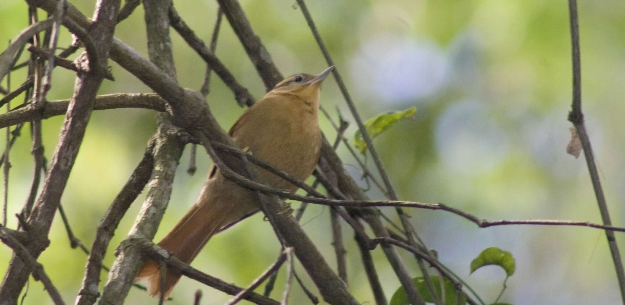 Image of Ochre-breasted Foliage-gleaner