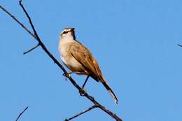 Image of Kalahari Scrub Robin