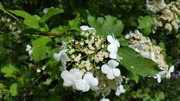 Imagem de Viburnum opulus var. americanum (P. Mill.) Ait.