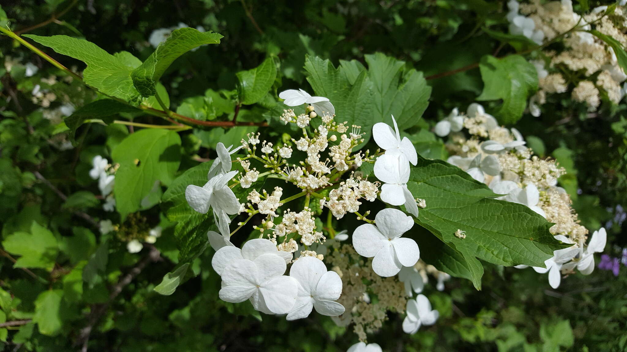 Viburnum opulus var. americanum (P. Mill.) Ait. resmi