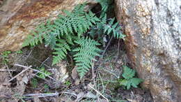 Image of Coville's lipfern