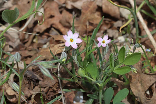 Image of longleaf phlox