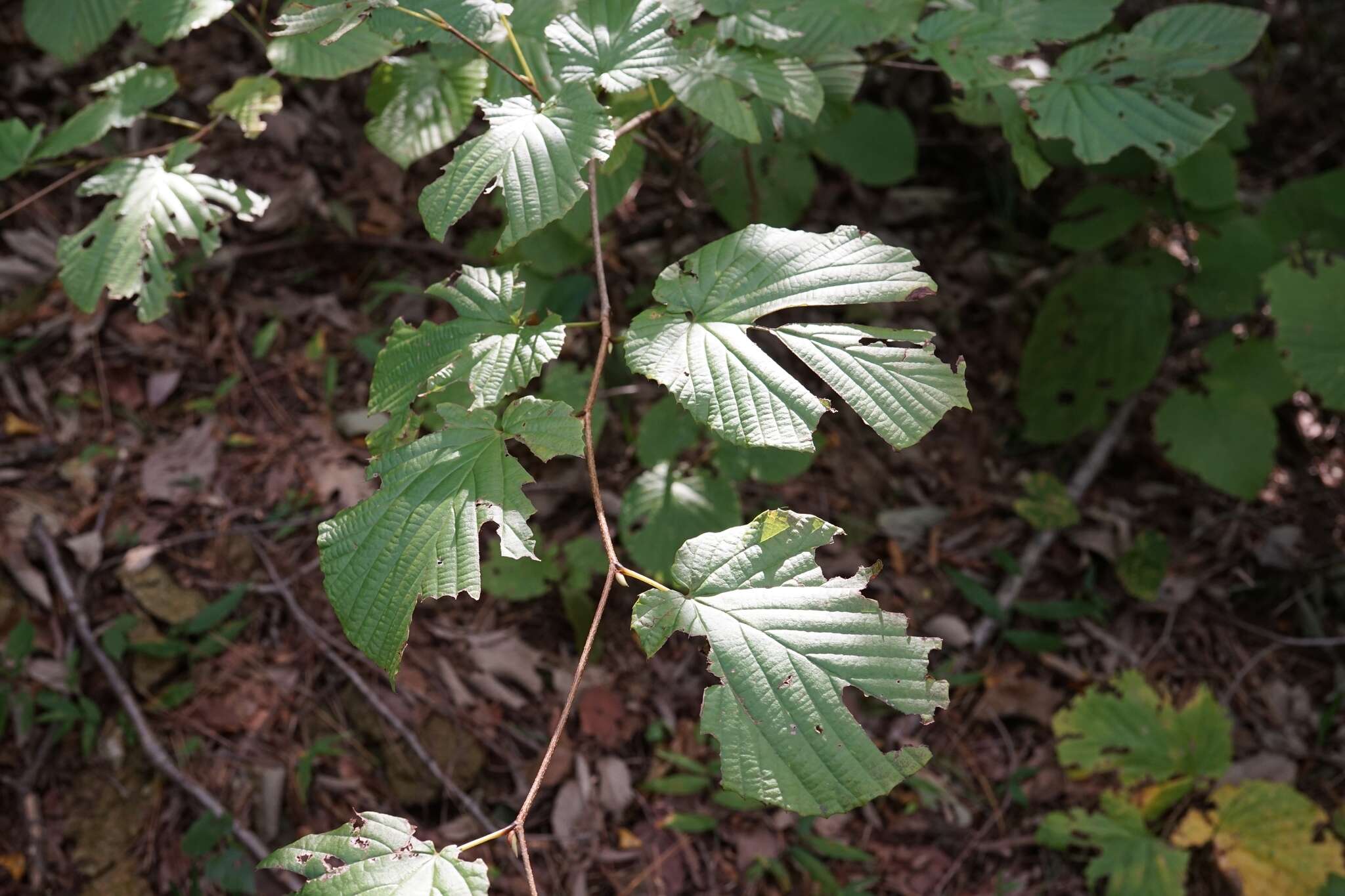 صورة Corylopsis gotoana Mak.