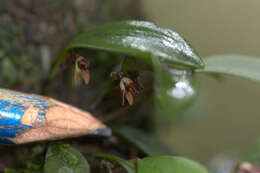 Image of Anathallis microphyta (Barb. Rodr.) C. O. Azevedo & Van den Berg