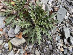 Image of Senecio morrisonensis Hayata