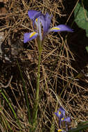 Plancia ëd Iris unguicularis subsp. carica (Wern. Schulze) A. P. Davis & Jury