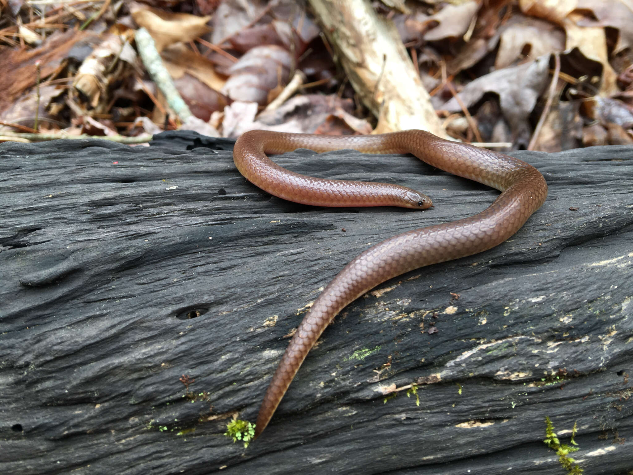 Image of worm snake