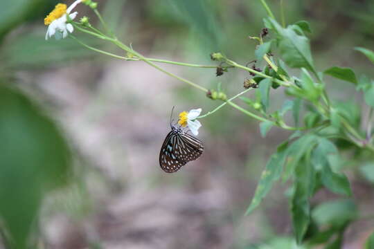 صورة Ideopsis vulgaris Butler 1874