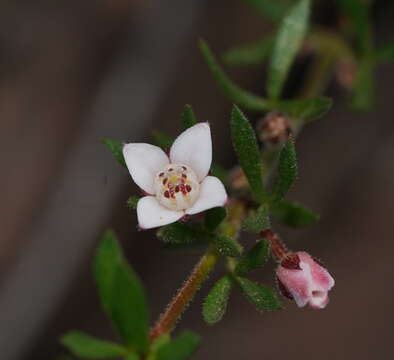 Image of Cyanothamnus nanus var. pubescens