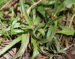 Image de Luzula meridionalis Nordenskiold