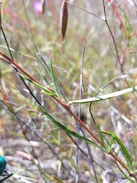 Imagem de Clarkia gracilis subsp. tracyi (Jeps.) Abdel-Hameed & Snow