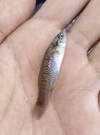 Image of Barred killifish