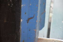 Image of Tobago Least Gecko