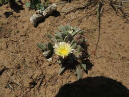 Imagem de Corpuscularia angustipetala (Lavis) H. E. K. Hartmann