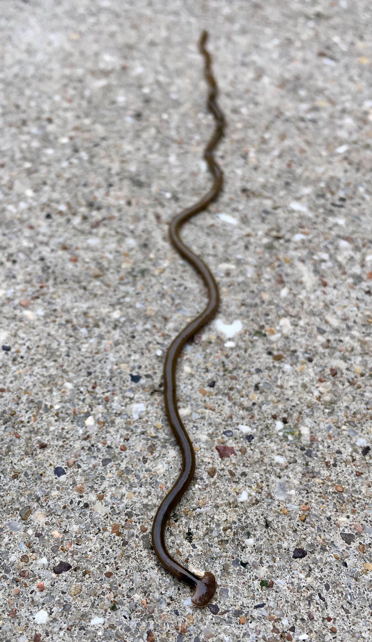 Image of Flatworm