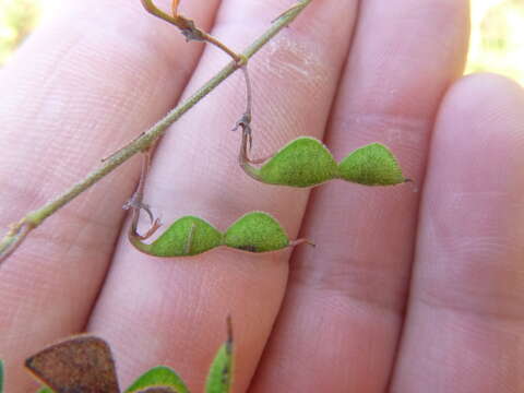 Sivun Desmodium fernaldii B. G. Schub. kuva