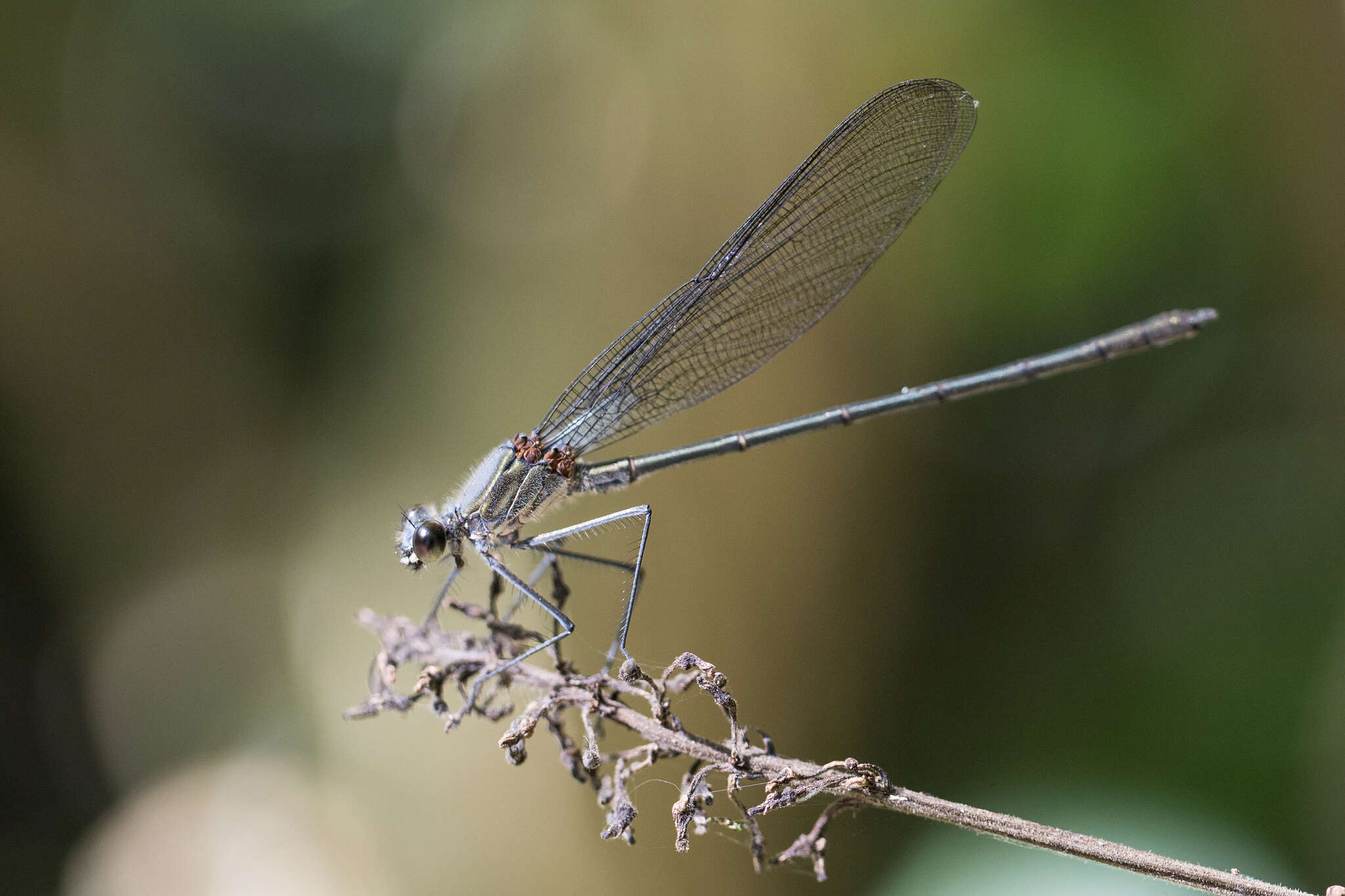 Image of Mnesarete pruinosa (Hagen ex Selys 1853)