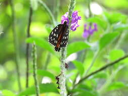 Image de Tithorea tarricina duenna Bates 1864