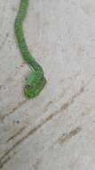 Image of Guatemala Palm Pit Viper