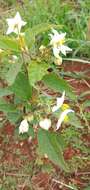 Image of Solanum guaraniticum A. St.-Hil.