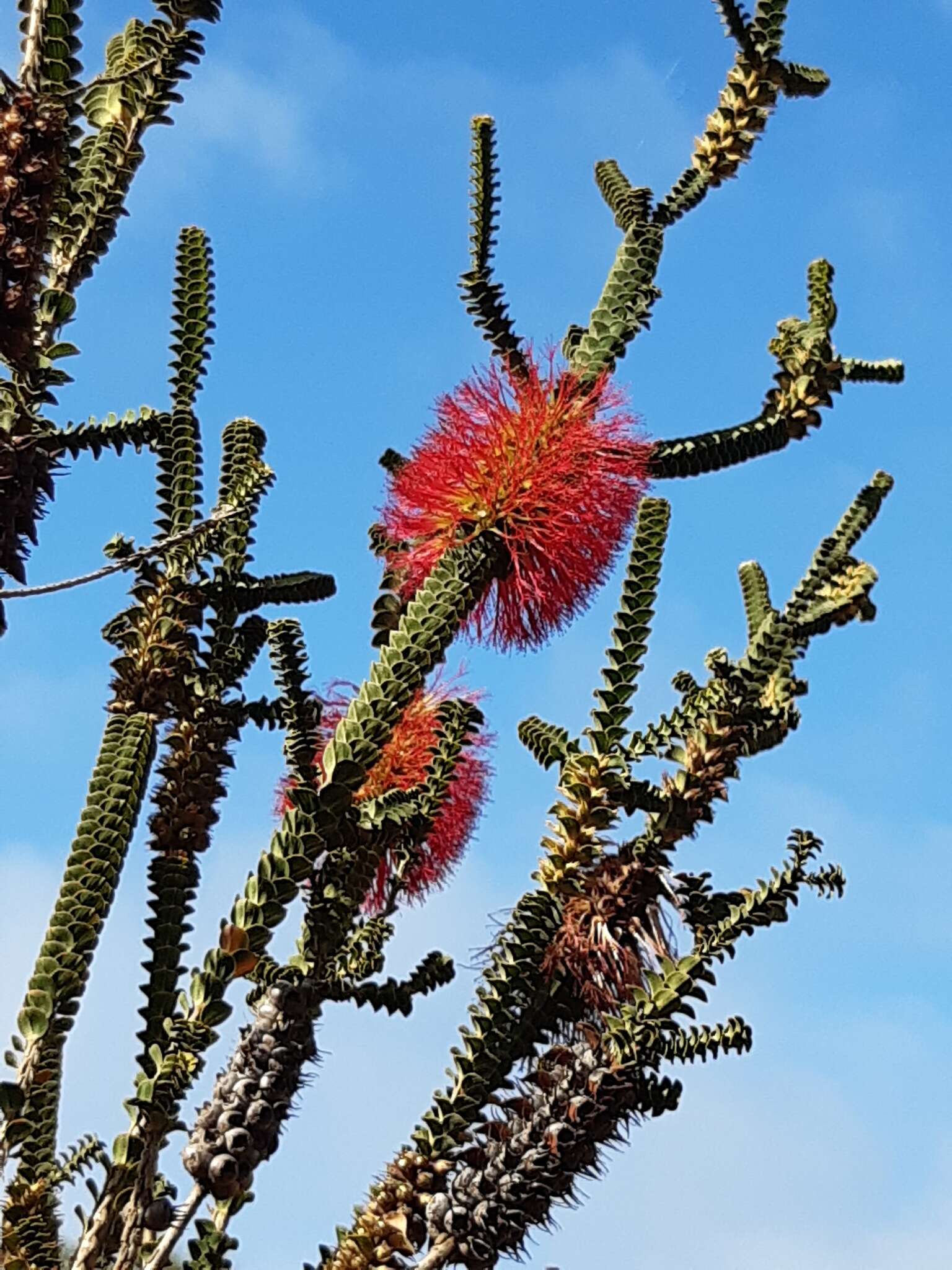 Image of Melaleuca transversa Craven & R. D. Edwards