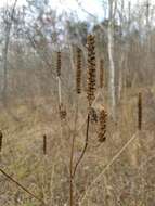 Image of Yellow Giant Hyssop