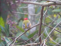 Image of Striolated Manakin