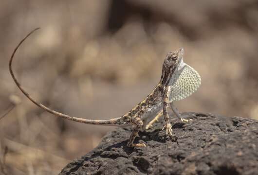 Image de Sitana laticeps Deepak & Giri 2016