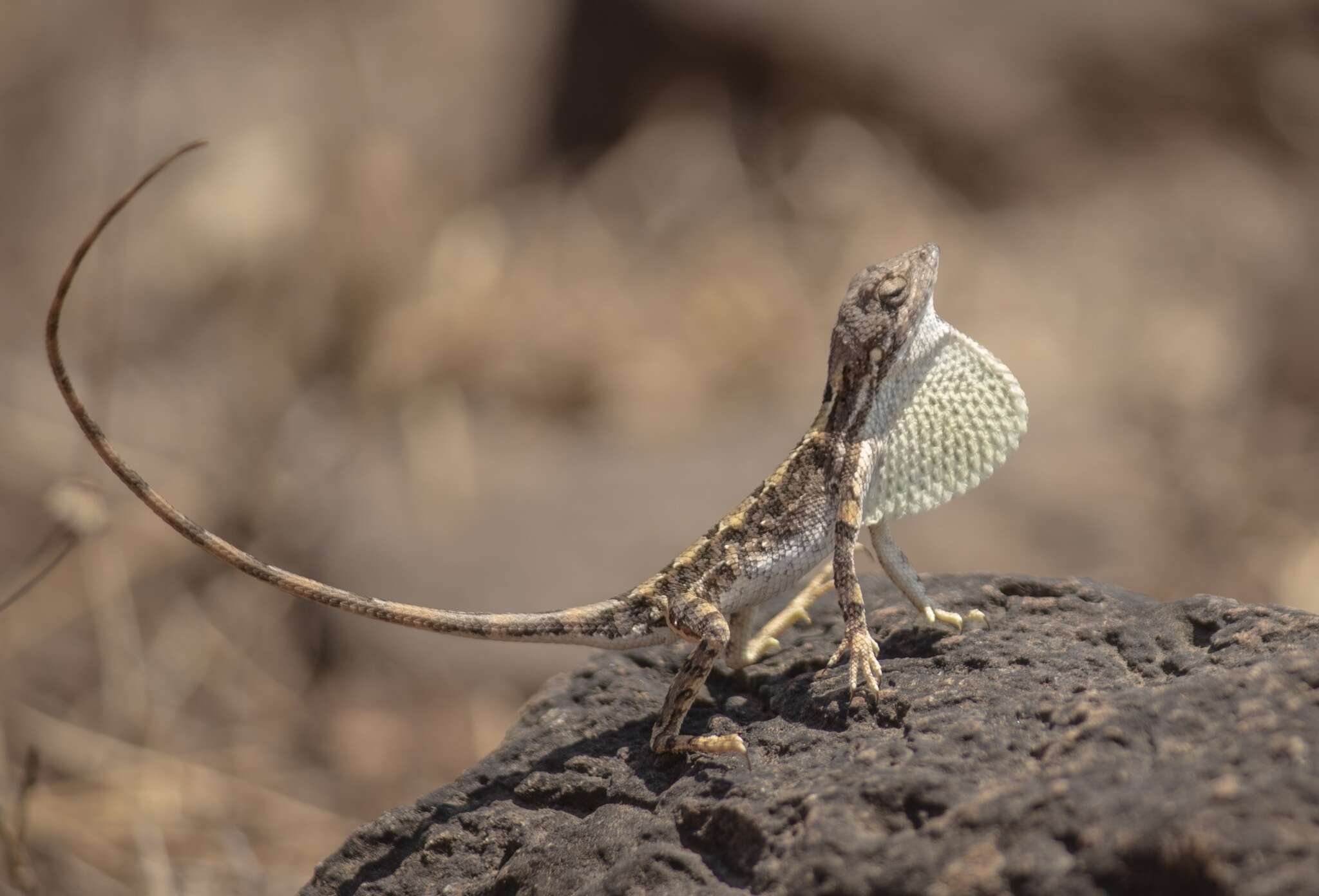 Image de Sitana laticeps Deepak & Giri 2016