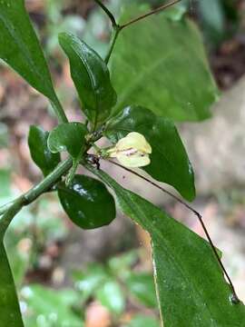 Image of Justicia campylostemon (Nees) T. Anders.