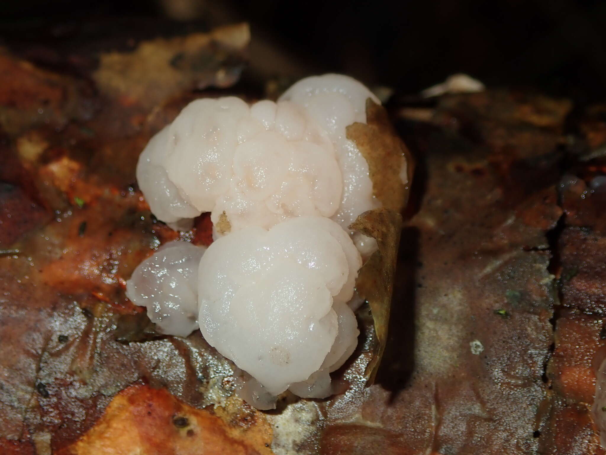 Image de Tremella encephala Pers. 1801