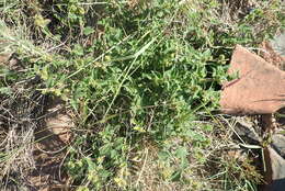 Image of Grassland lantana