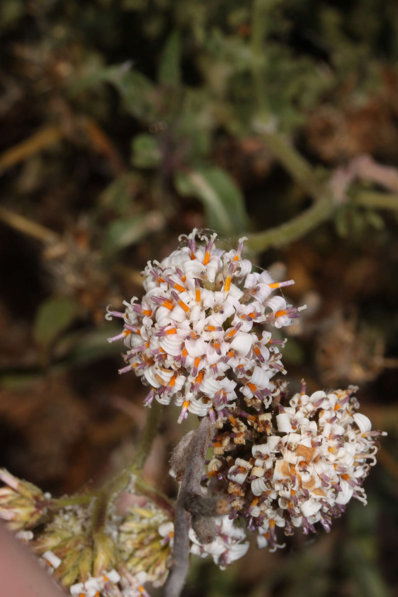 Image of Polyachyrus sphaerocephalus D. Don