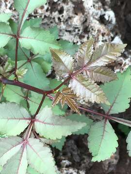 Image de Bursera graveolens (Kunth) Triana & Planch.