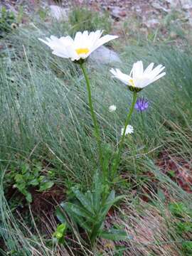 Image of Leucanthemum heterophyllum (Willd.) DC.