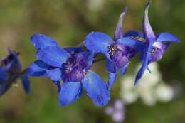 Image of Carolina larkspur