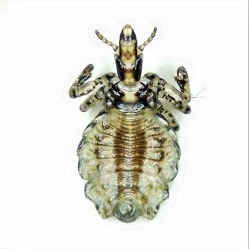 Image of hog louse