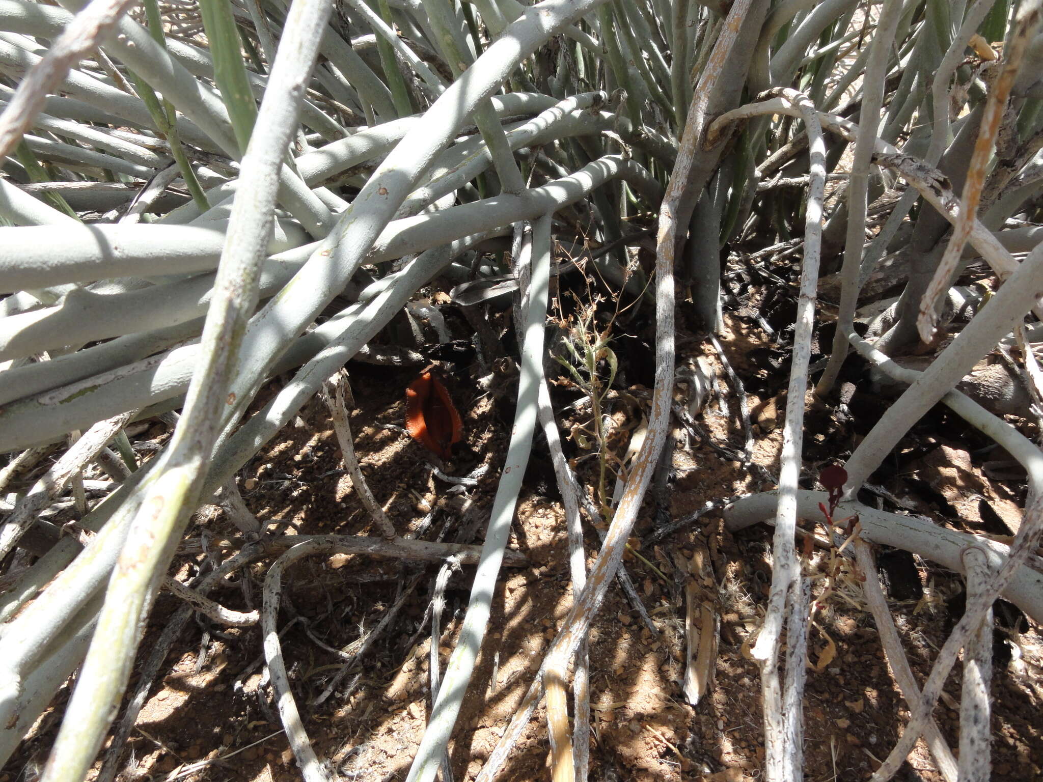 Image of Euphorbia gregaria Marloth