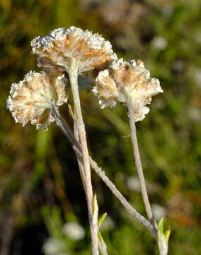 Image of Anaxeton asperum subsp. pauciflorum Lundgren