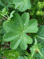 Image of hairy lady's mantle