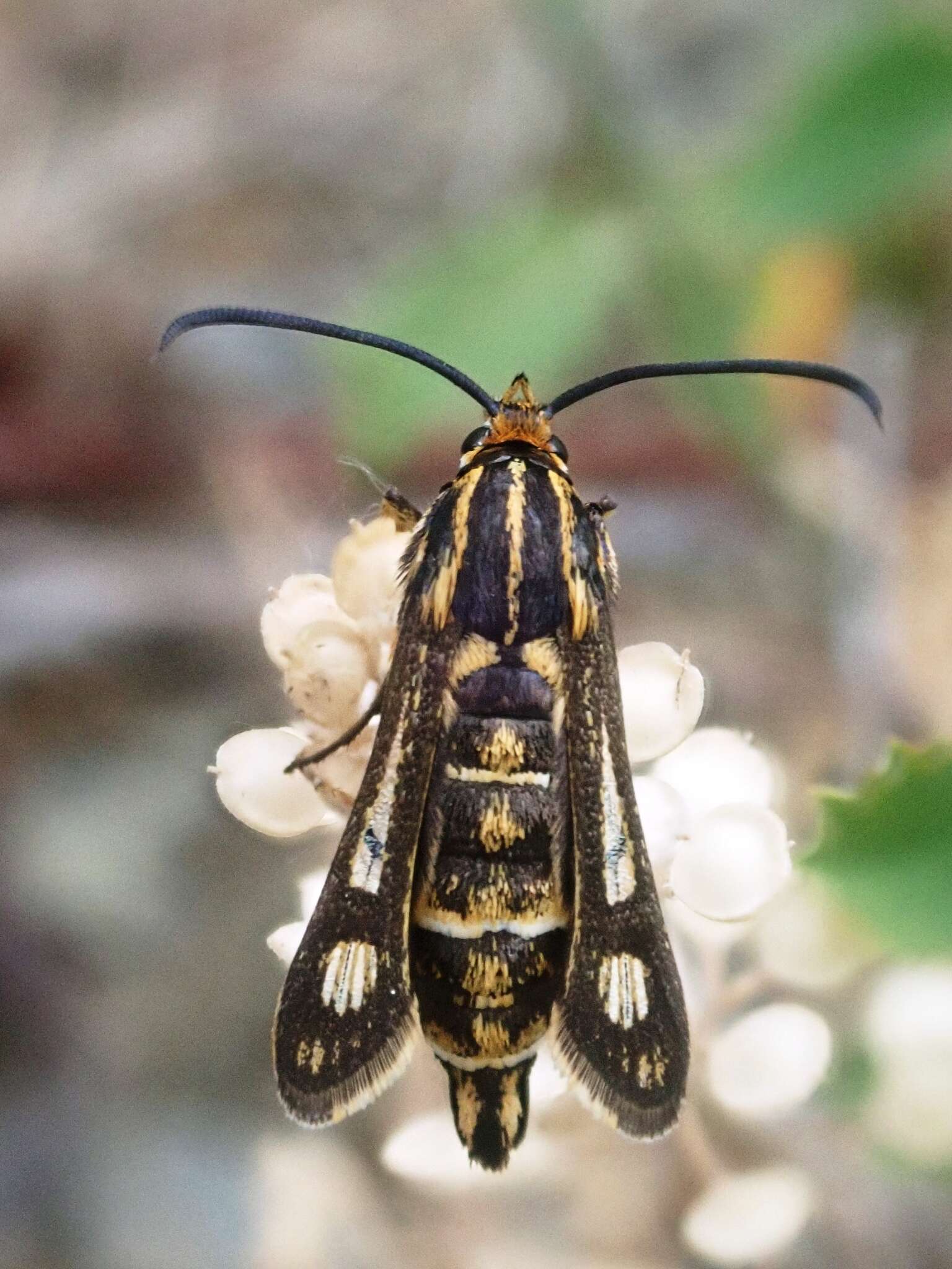 Image de Chamaesphecia bibioniformis Esper 1779