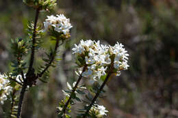 Image of Gnidia ornata (Meissn.) Gilg