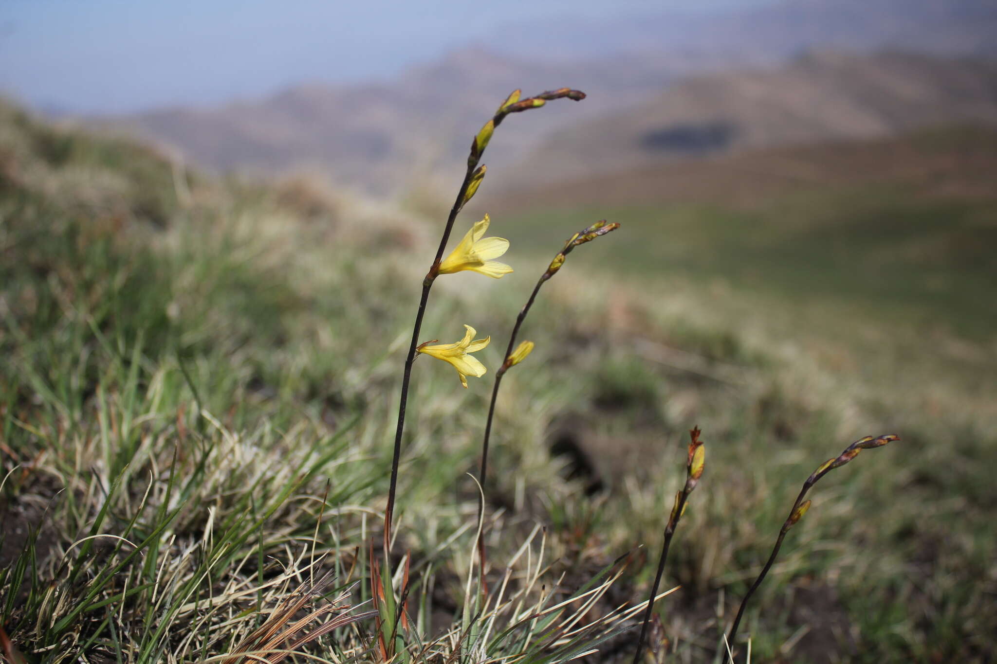 Image of Tritonia gladiolaris (Lam.) Goldblatt & J. C. Manning