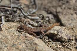 Image of South American Leaf-toed Gecko