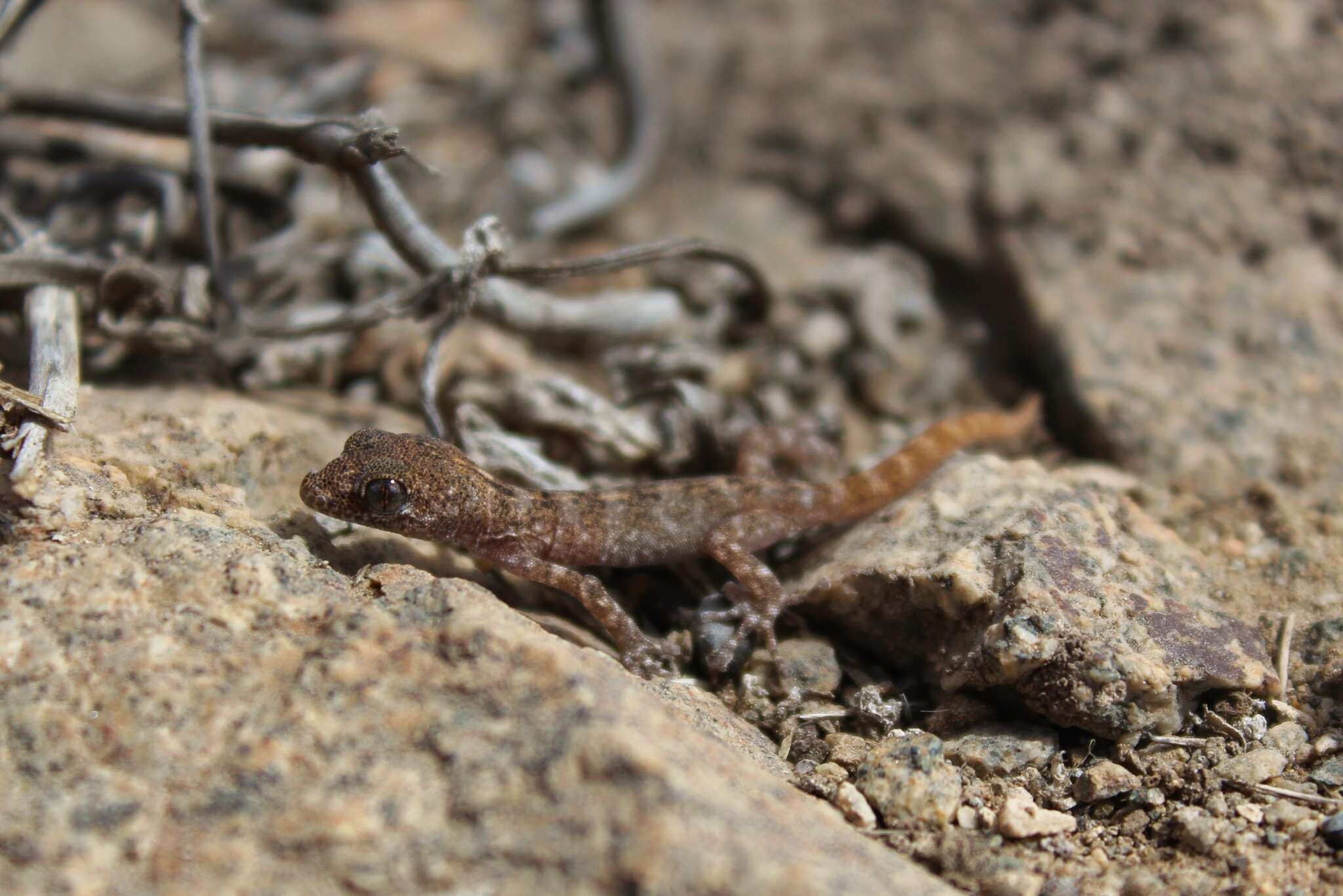 Imagem de Phyllodactylus gerrhopygus (Wiegmann 1834)